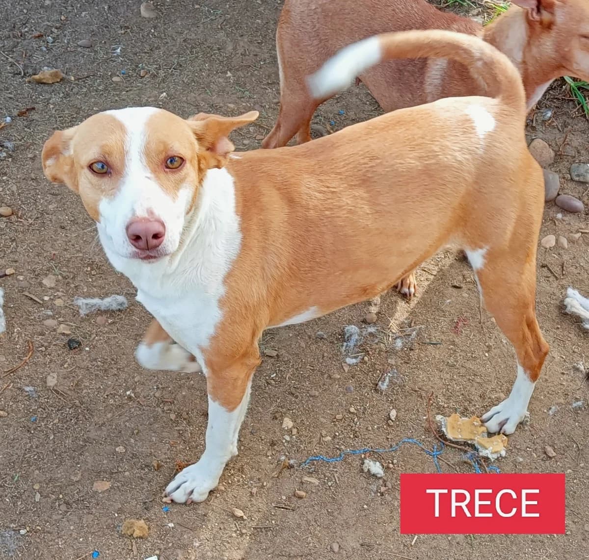 Trece, 4yo Mixed Breed for adoption at Tierschutzverein ARCA e.V., Gernsbach