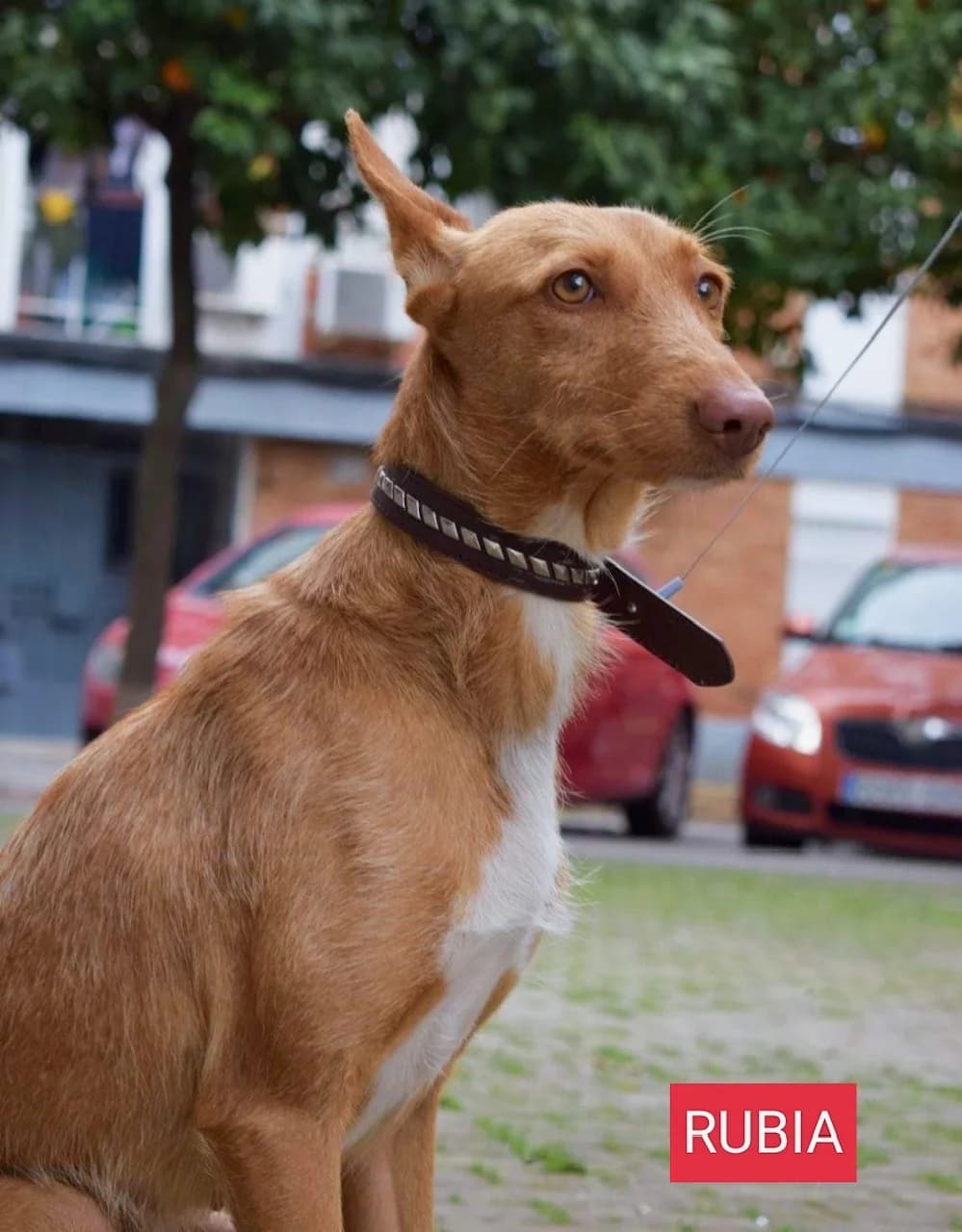 Rubia, female Mixed Breed for adoption at Tierschutzverein ARCA e.V., Gernsbach