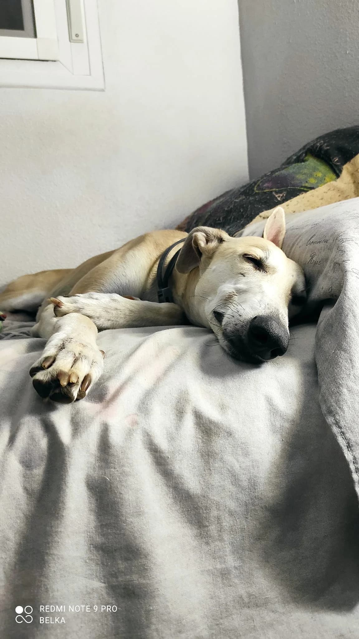 Kendra, female Mixed Breed for adoption at Tierschutzverein ARCA e.V., Gernsbach