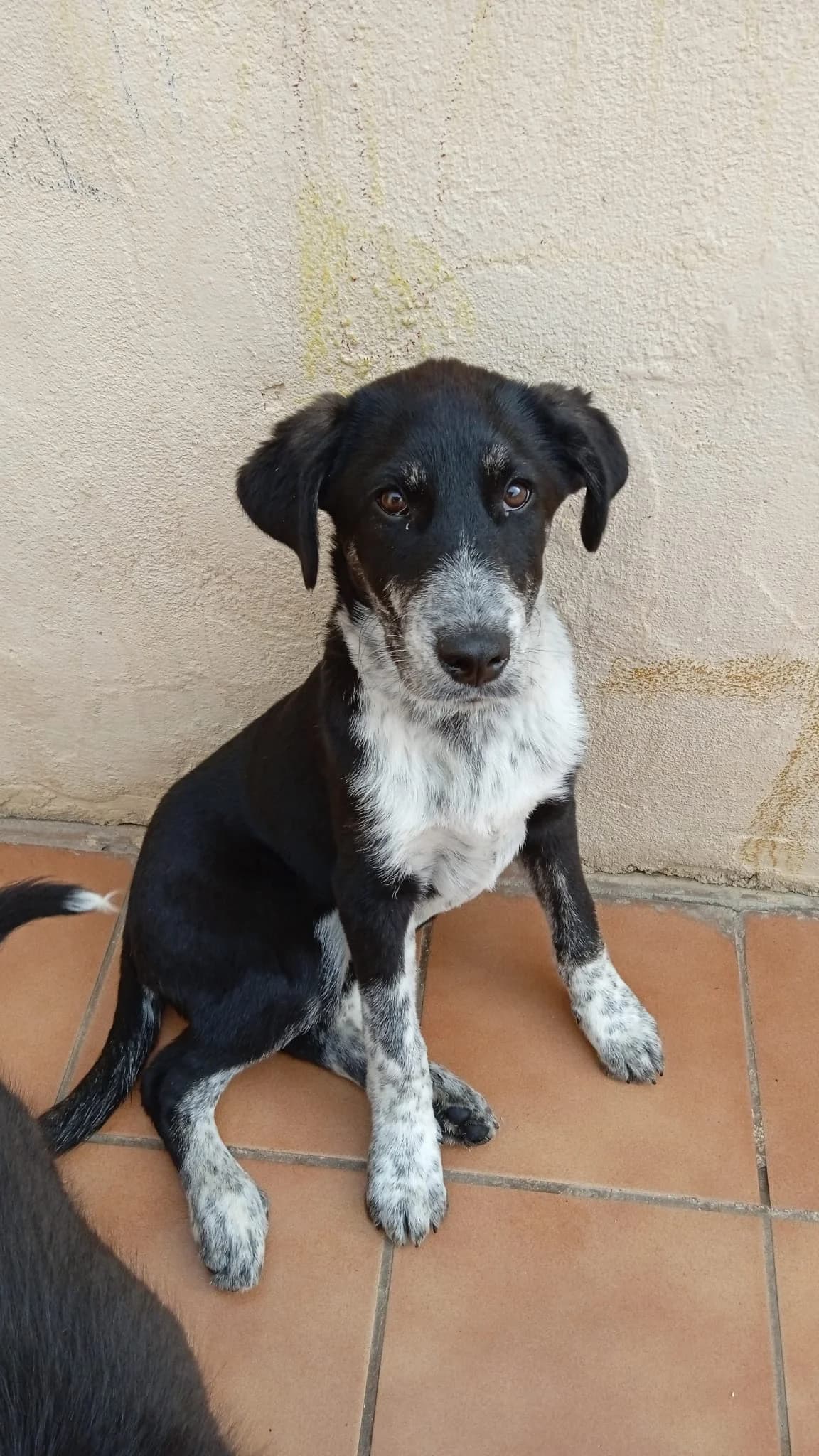 Maddy, schwarz puppy Mixed Breed for adoption at Tierschutzverein ARCA e.V., Gernsbach