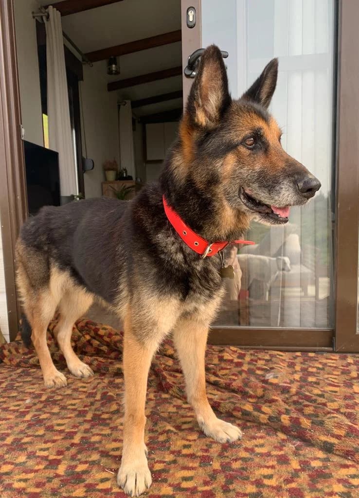 Kiara, female senior Mixed Breed for adoption at Tierschutzverein ARCA e.V., Gernsbach