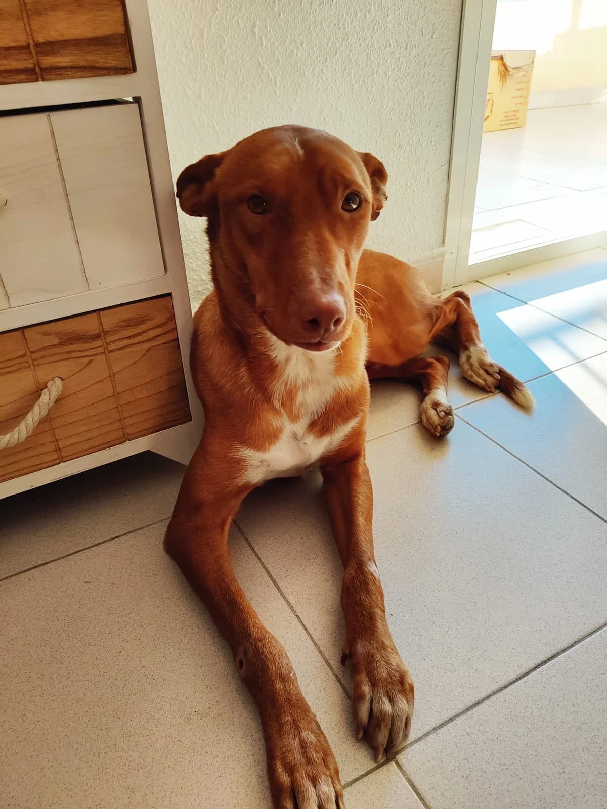 Cobre, male Mixed Breed for adoption at Tierschutzverein ARCA e.V., Gernsbach
