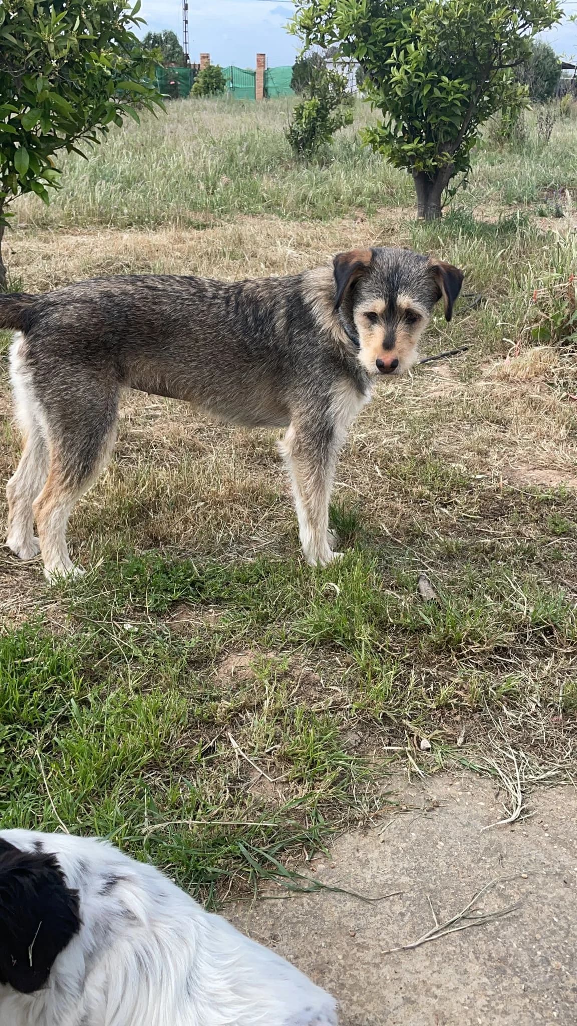 Laila, Mixed Breed for adoption at Tierschutzverein ARCA e.V., Gernsbach