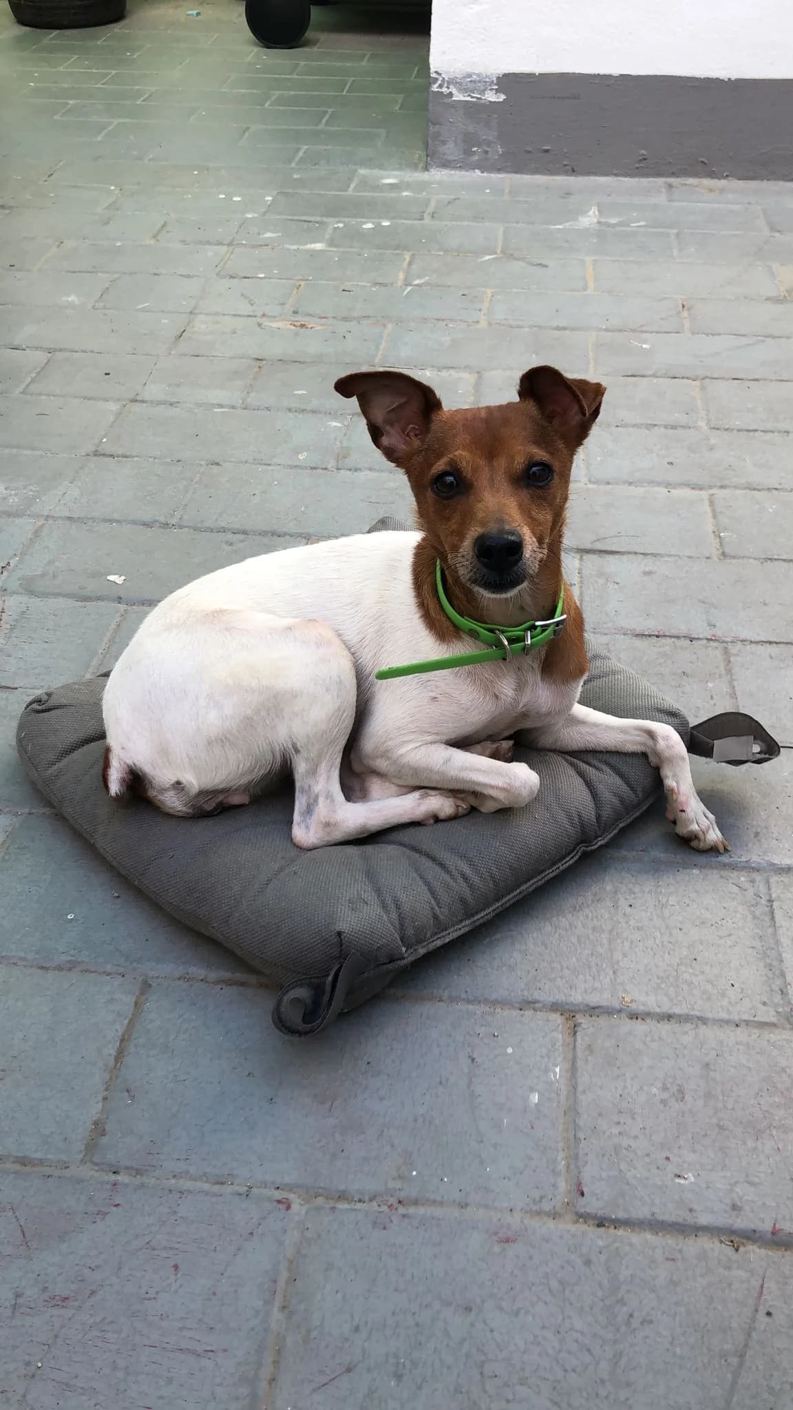 Mali, female 5yo Mixed Breed for adoption at Tierschutzverein ARCA e.V., Gernsbach