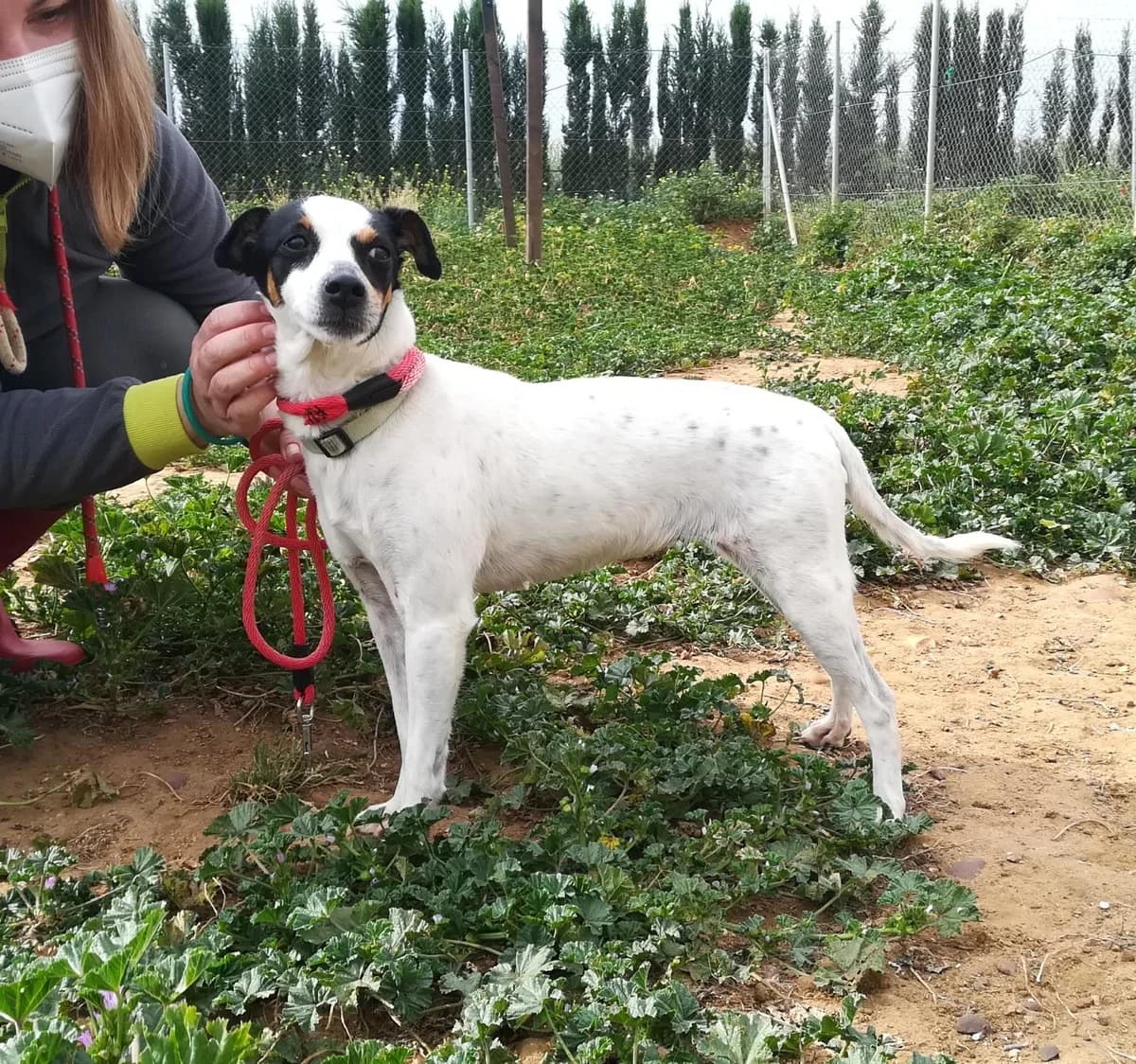 Clara, tricolor 5yo Mixed Breed for adoption at Tierschutzverein ARCA e.V., Gernsbach
