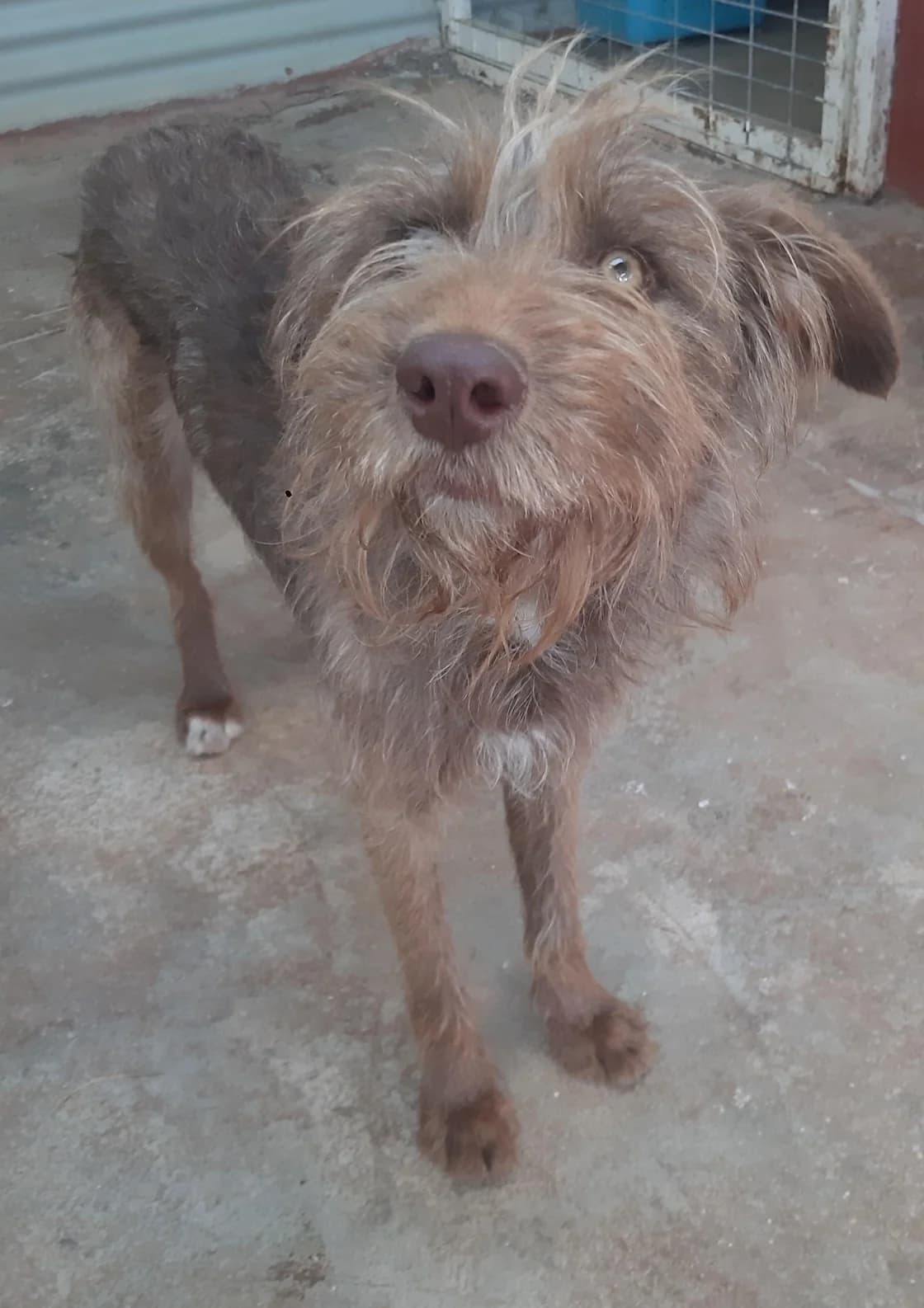 Mia, female Mixed Breed for adoption at Tierschutzverein ARCA e.V., Gernsbach