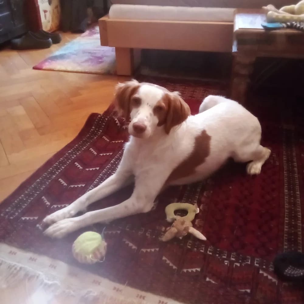 Chico –, male young Mixed Breed for adoption at Tierschutzverein ARCA e.V., Gernsbach