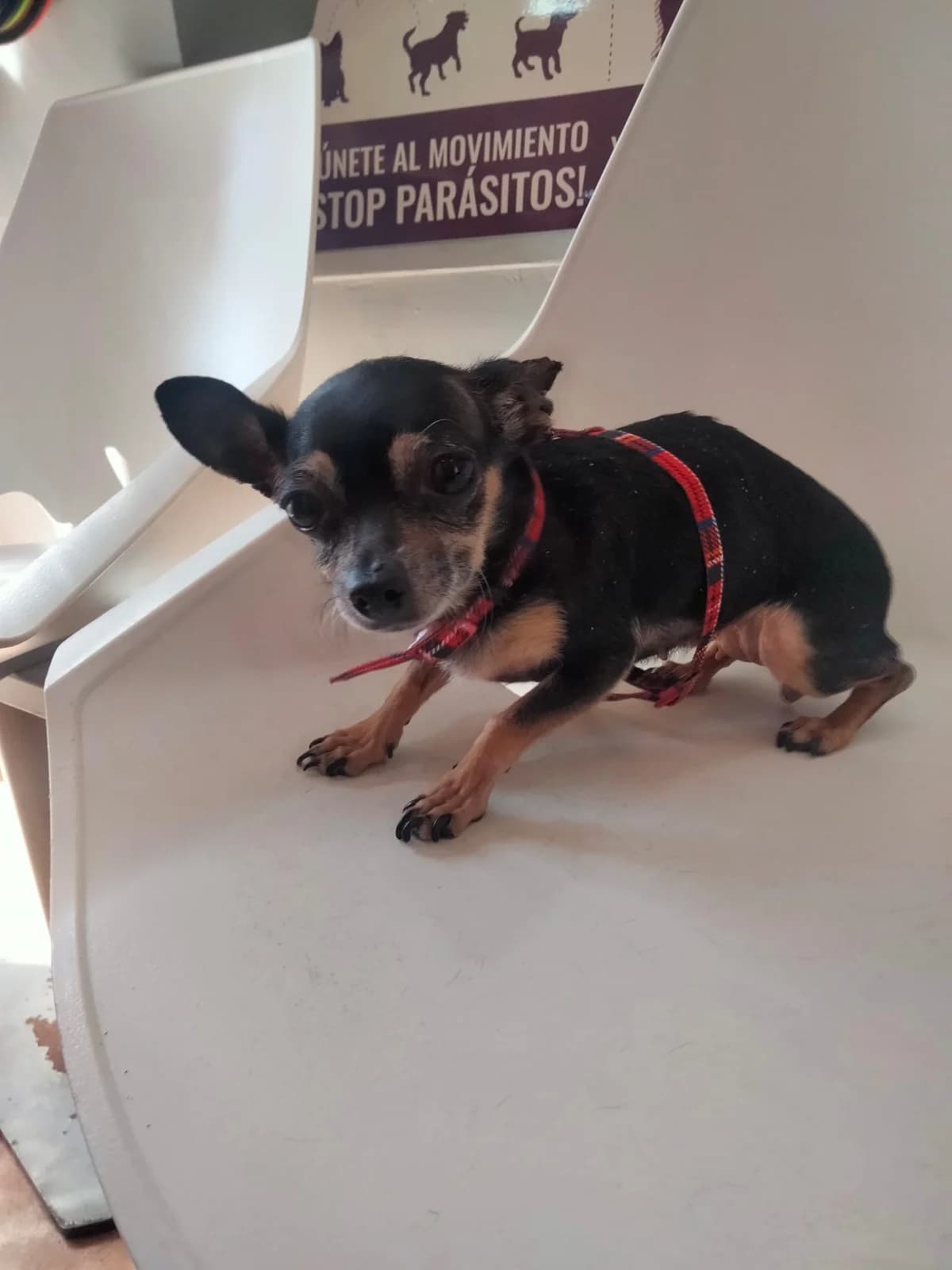 Amy, 5yo Mixed Breed for adoption at Tierschutzverein ARCA e.V., Gernsbach