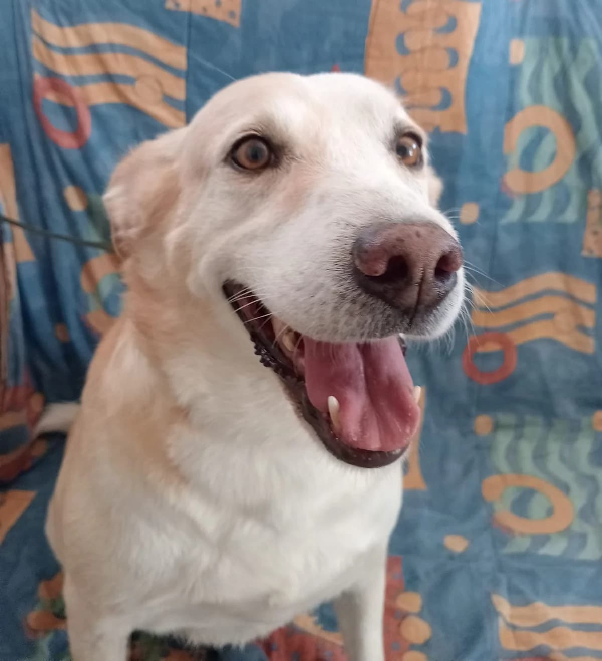 Mia, female senior Mixed Breed for adoption at Tierschutzverein ARCA e.V., Gernsbach