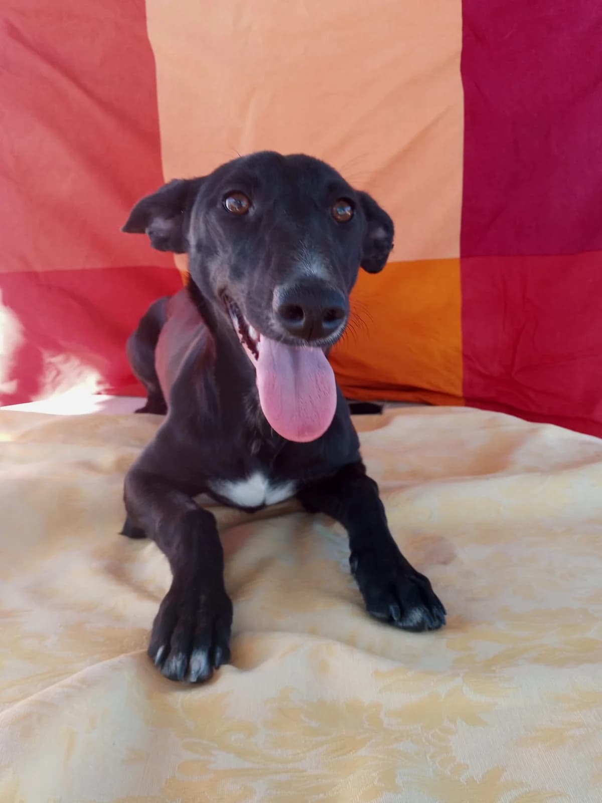 Gema –, female 3yo Mixed Breed for adoption at Tierschutzverein ARCA e.V., Gernsbach
