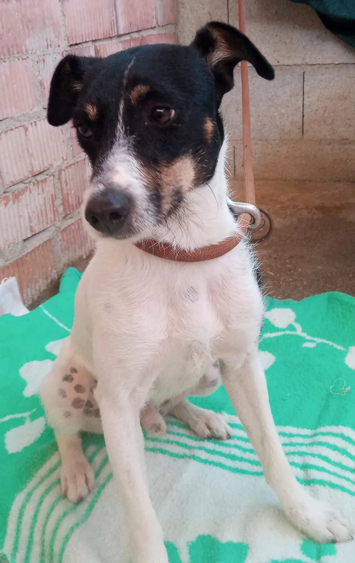 Marco, male 4yo Mixed Breed for adoption at Tierschutzverein ARCA e.V., Gernsbach