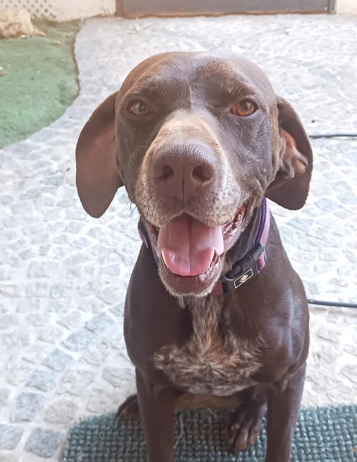 Choco, male Mixed Breed for adoption at Tierschutzverein ARCA e.V., Gernsbach