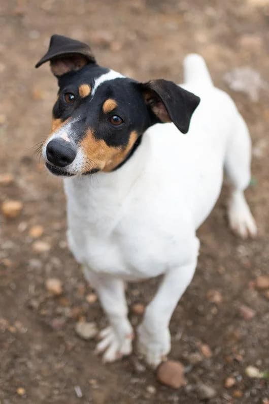 Andres, tricolor male puppy Mixed Breed for adoption at Tierschutzverein ARCA e.V., Gernsbach