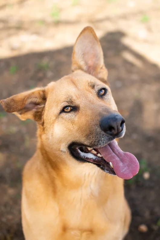 Orion –, male 3yo Mixed Breed for adoption at Tierschutzverein ARCA e.V., Gernsbach