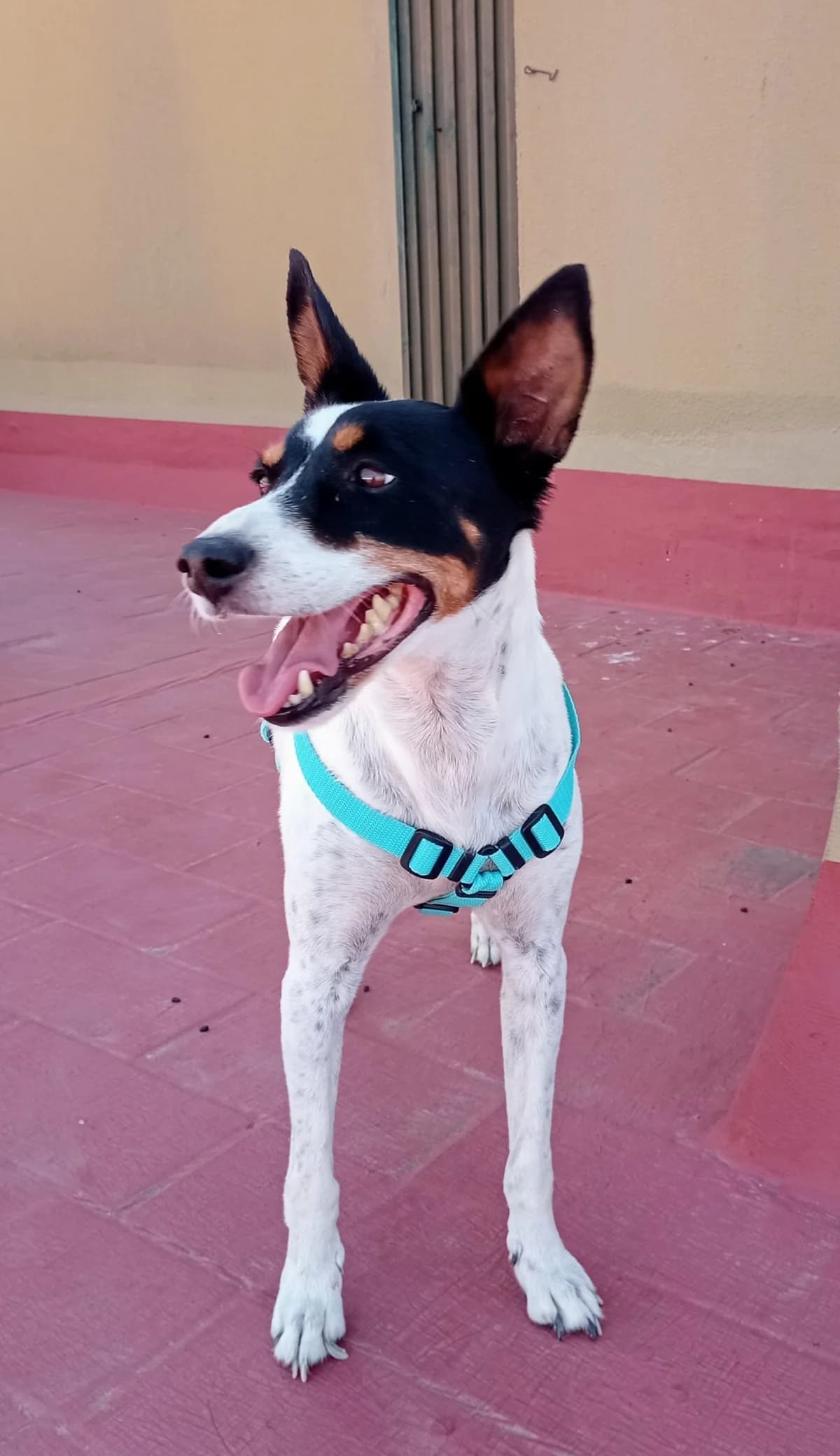 Hercules –, male Mixed Breed for adoption at Tierschutzverein ARCA e.V., Gernsbach