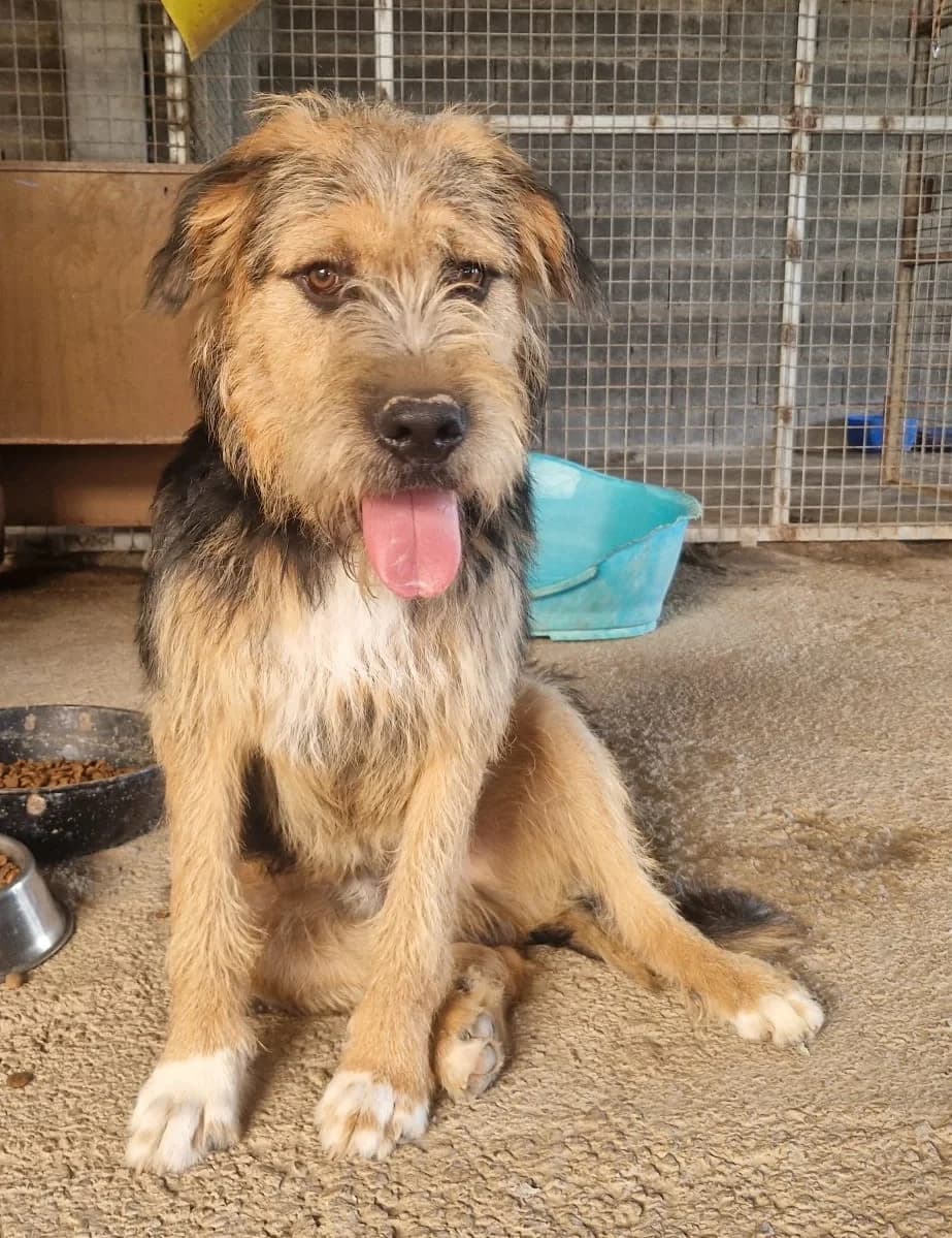 Louis, male puppy Mixed Breed for adoption at Tierschutzverein ARCA e.V., Gernsbach