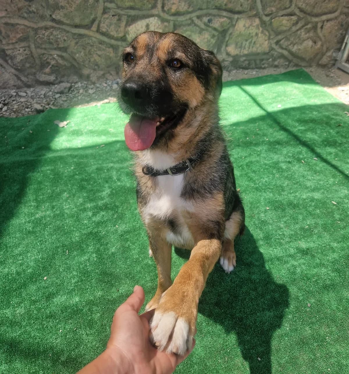 Thelma, female puppy Mixed Breed for adoption at Tierschutzverein ARCA e.V., Gernsbach
