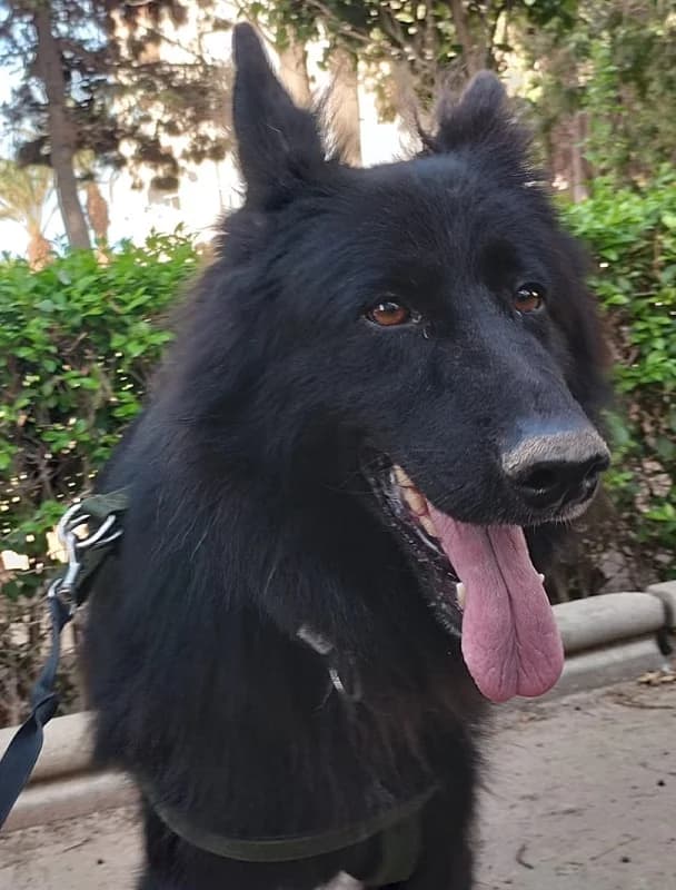Lobo, male 4yo Mixed Breed for adoption at Tierschutzverein ARCA e.V., Gernsbach