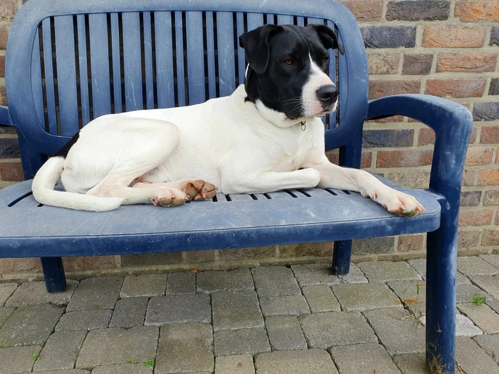 Ludwig –, female 3yo Mixed Breed for adoption at Tierschutzverein ARCA e.V., Gernsbach