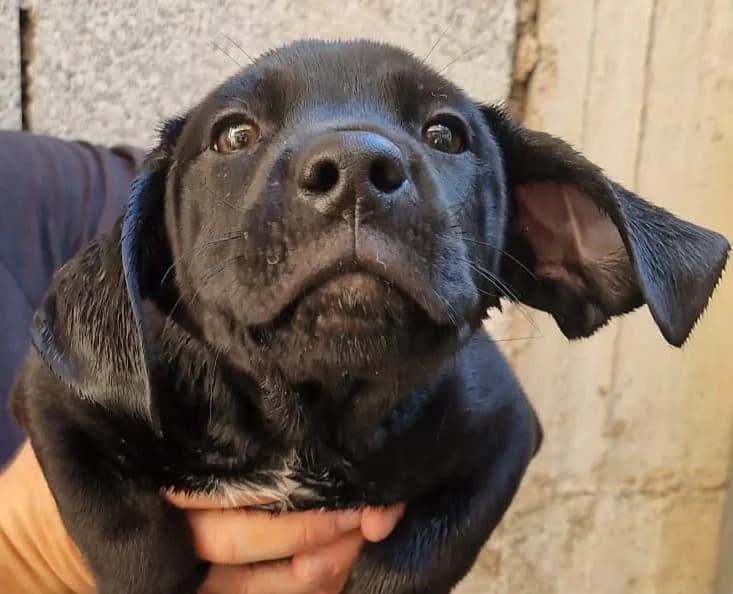 Lenny, male Mixed Breed for adoption at Tierschutzverein ARCA e.V., Gernsbach