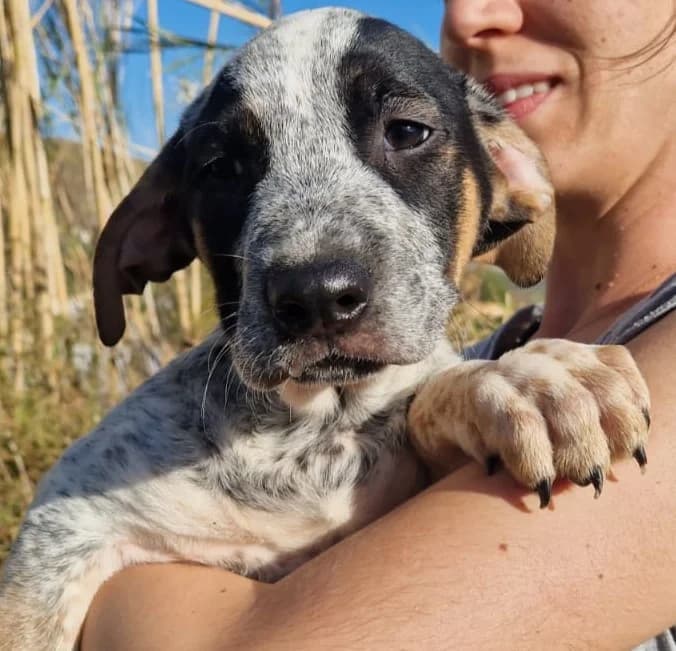 Luigi, male Mixed Breed for adoption at Tierschutzverein ARCA e.V., Gernsbach