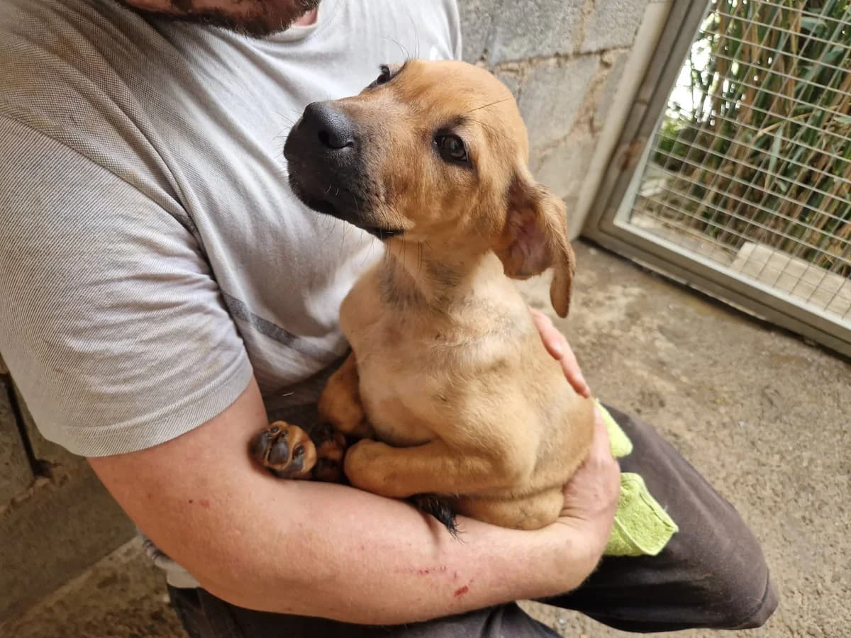 Liam, male Mixed Breed for adoption at Tierschutzverein ARCA e.V., Gernsbach