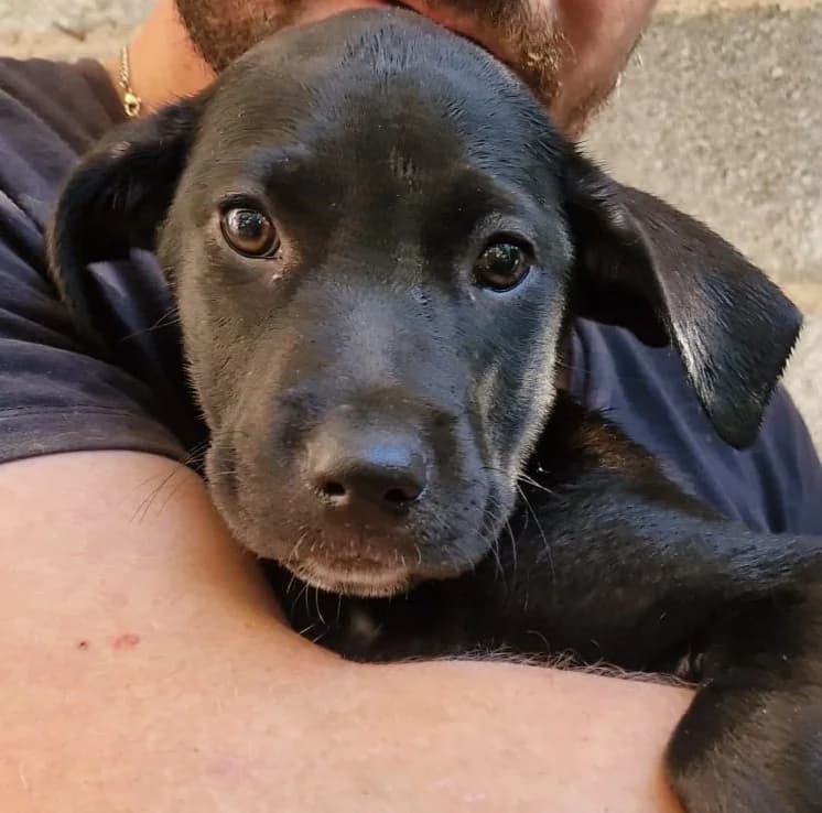 Lucy, male Mixed Breed for adoption at Tierschutzverein ARCA e.V., Gernsbach