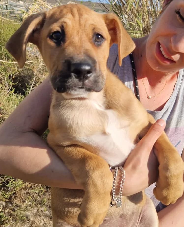 Lancelot, male Mixed Breed for adoption at Tierschutzverein ARCA e.V., Gernsbach
