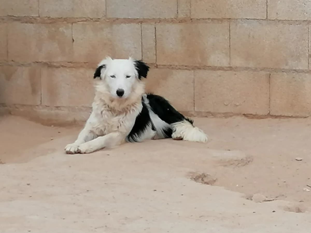 Avis, female Mixed Breed for adoption at Tierschutzverein ARCA e.V., Gernsbach