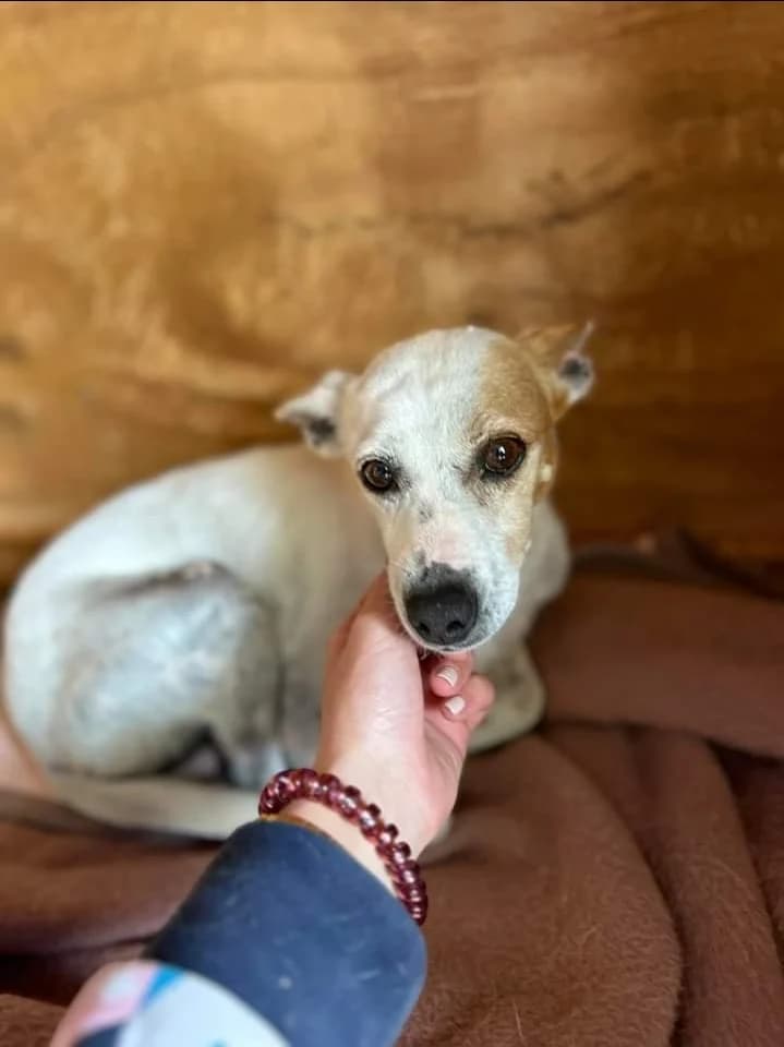 Penny, female 3yo Mixed Breed for adoption at Tierschutzverein ARCA e.V., Gernsbach