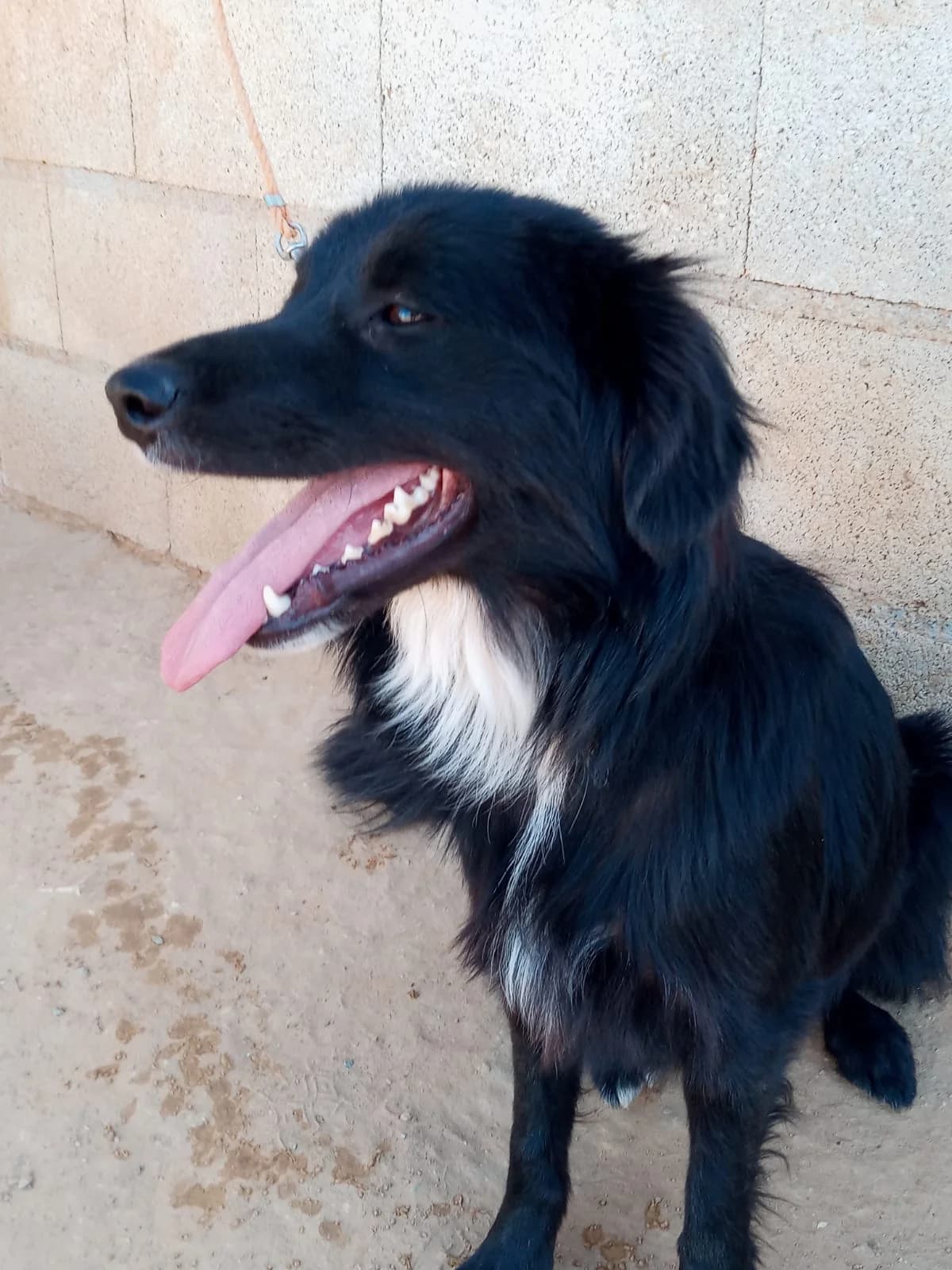 Zeus, schwarz male 3yo Mixed Breed for adoption at Tierschutzverein ARCA e.V., Gernsbach