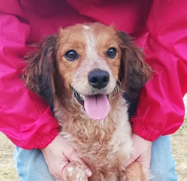 Kamala, female Mixed Breed for adoption at Tierschutzverein ARCA e.V., Gernsbach