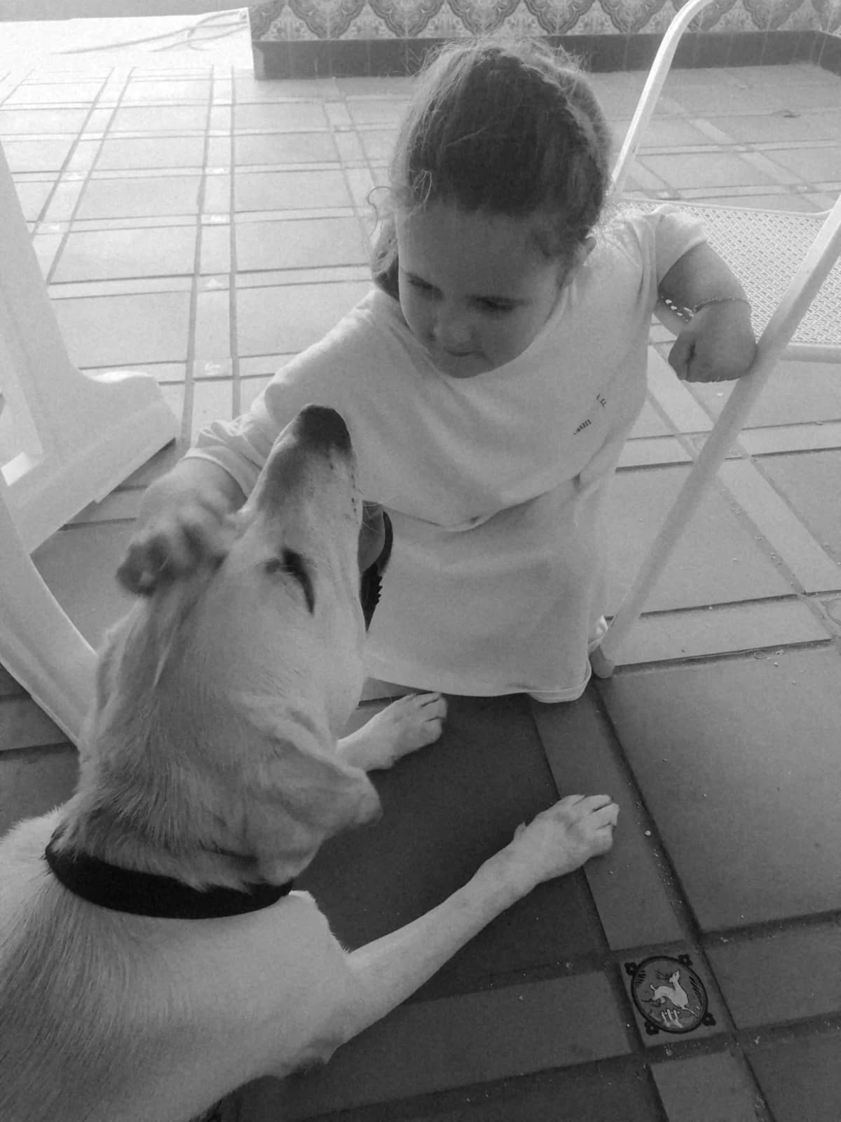 Ivo, male Mixed Breed for adoption at Tierschutzverein ARCA e.V., Gernsbach