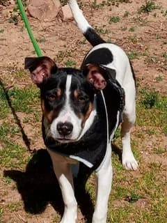 Clay, male 3yo Mixed Breed for adoption at Tierschutzverein ARCA e.V., Gernsbach