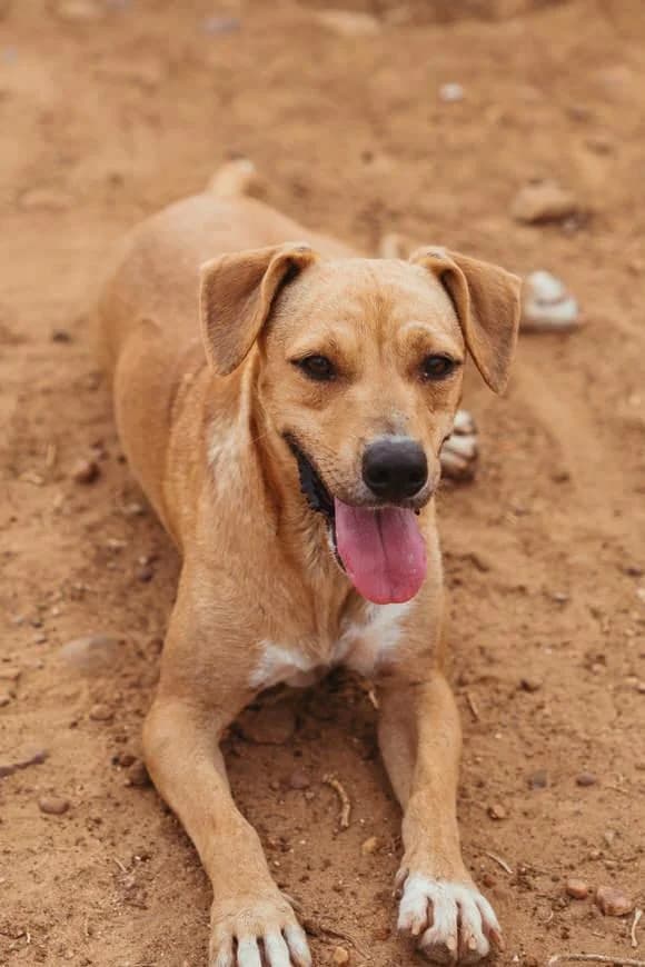 Rita –, female Mixed Breed for adoption at Tierschutzverein ARCA e.V., Gernsbach