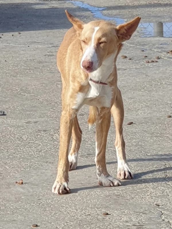 Hercules, male Mixed Breed for adoption at Tierschutzverein ARCA e.V., Gernsbach