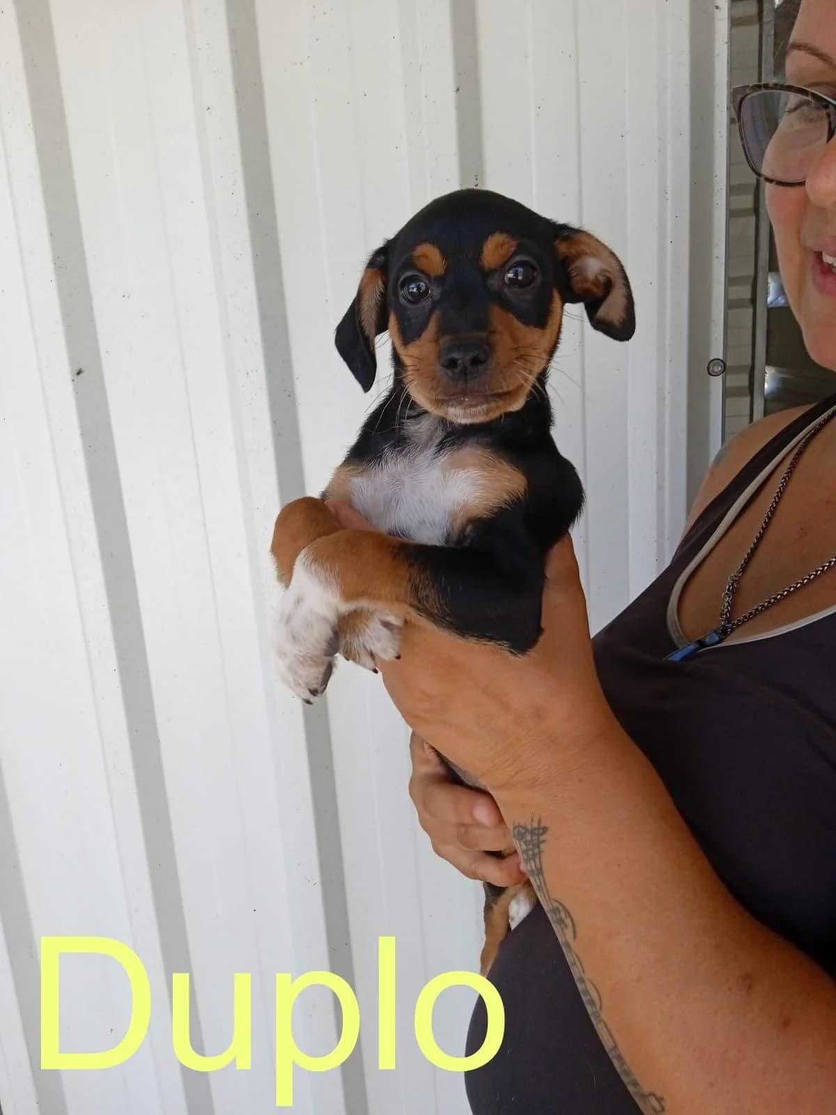 Duplo, female senior Mixed Breed for adoption at Tierschutzverein ARCA e.V., Gernsbach