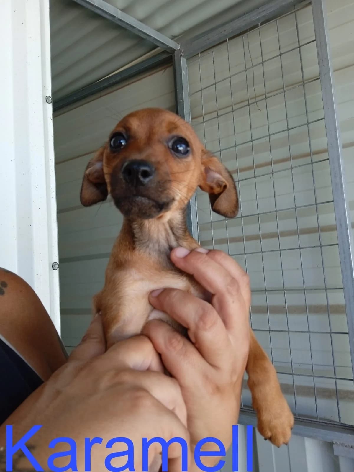 Karamell, female senior Mixed Breed for adoption at Tierschutzverein ARCA e.V., Gernsbach