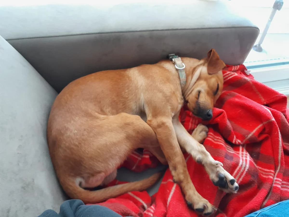Snickers, female senior Mixed Breed for adoption at Tierschutzverein ARCA e.V., Gernsbach