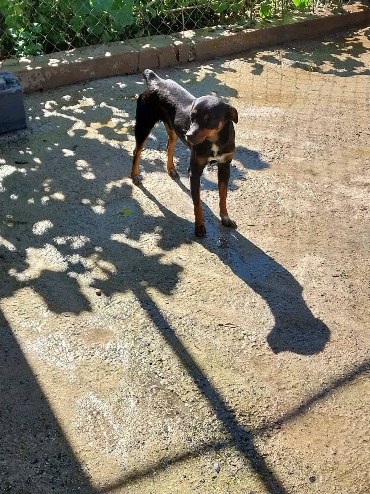 Tofee –, female senior Mixed Breed for adoption at Tierschutzverein ARCA e.V., Gernsbach