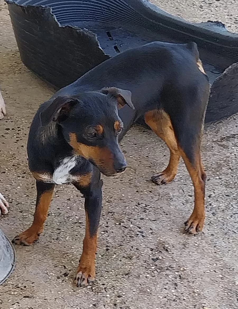 Trüffel –, female senior Mixed Breed for adoption at Tierschutzverein ARCA e.V., Gernsbach