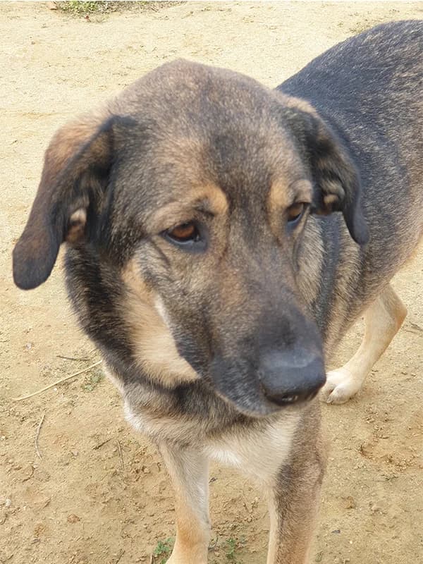 Sanson, male Mixed Breed for adoption at Tierschutzverein ARCA e.V., Gernsbach
