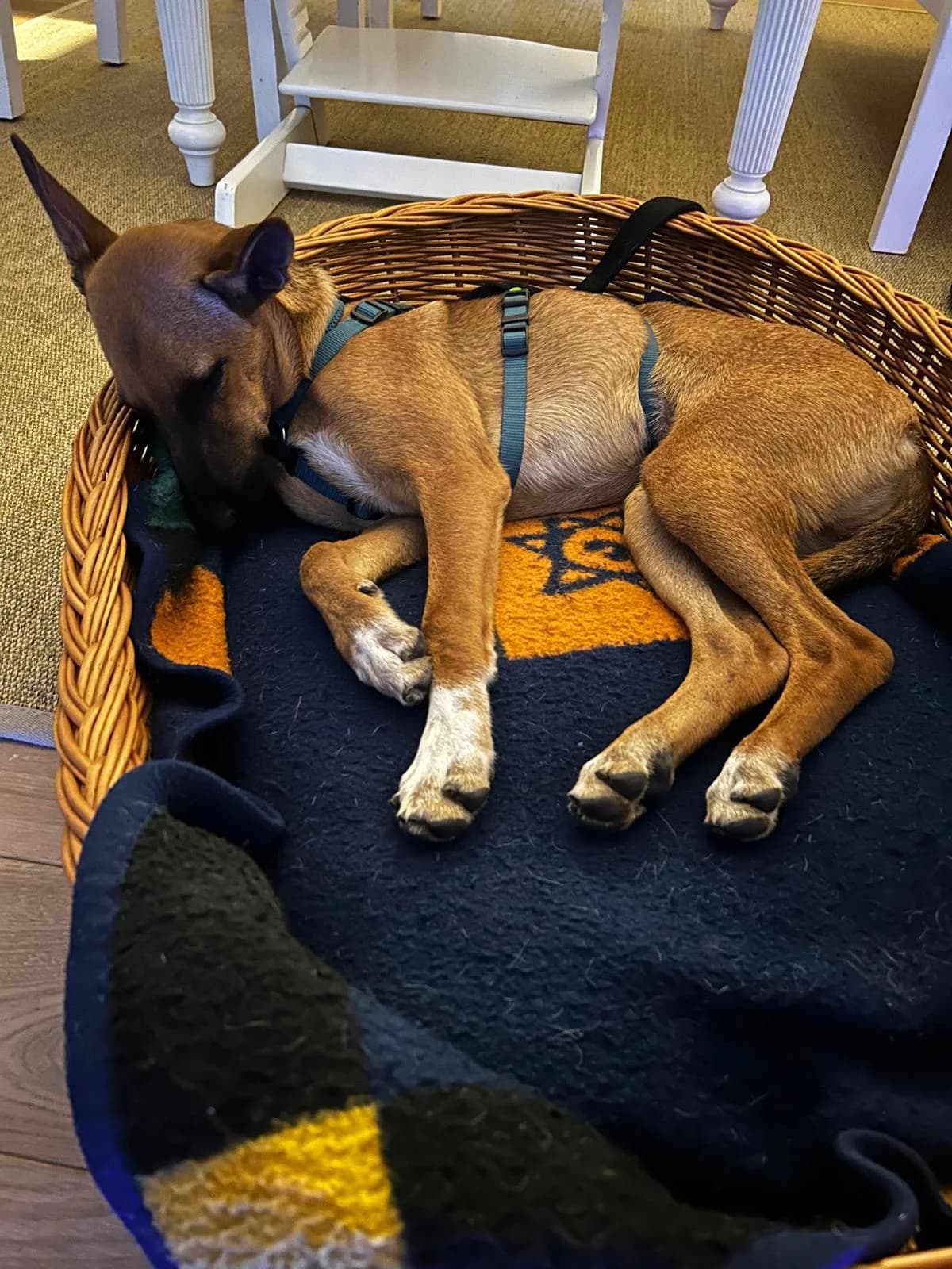 Fluffy, weiß female puppy Mixed Breed for adoption at Tierschutzverein ARCA e.V., Gernsbach