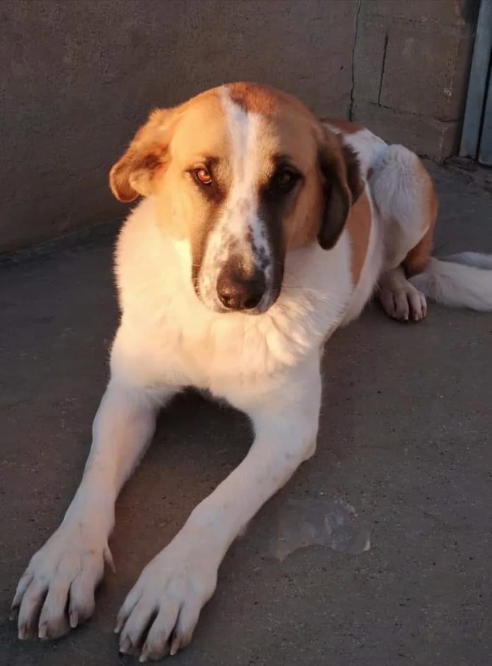 Amazona, Mixed Breed for adoption at Tierschutzverein ARCA e.V., Gernsbach