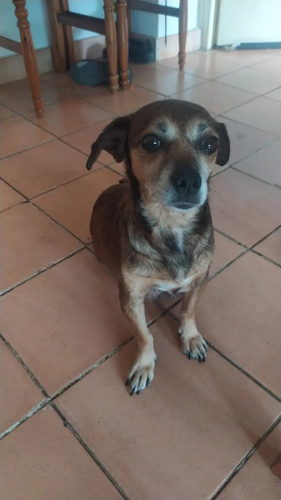 Bimba, female senior Mixed Breed for adoption at Tierschutzverein ARCA e.V., Gernsbach