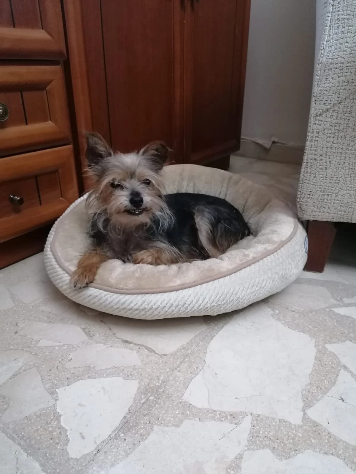 Reba, female senior Mixed Breed for adoption at Tierschutzverein ARCA e.V., Gernsbach