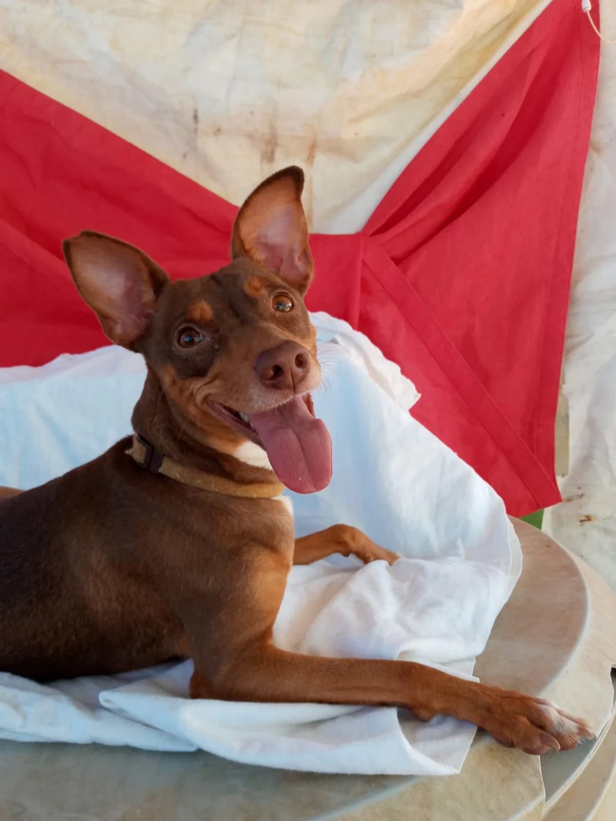 Candy, Mixed Breed for adoption at Tierschutzverein ARCA e.V., Gernsbach