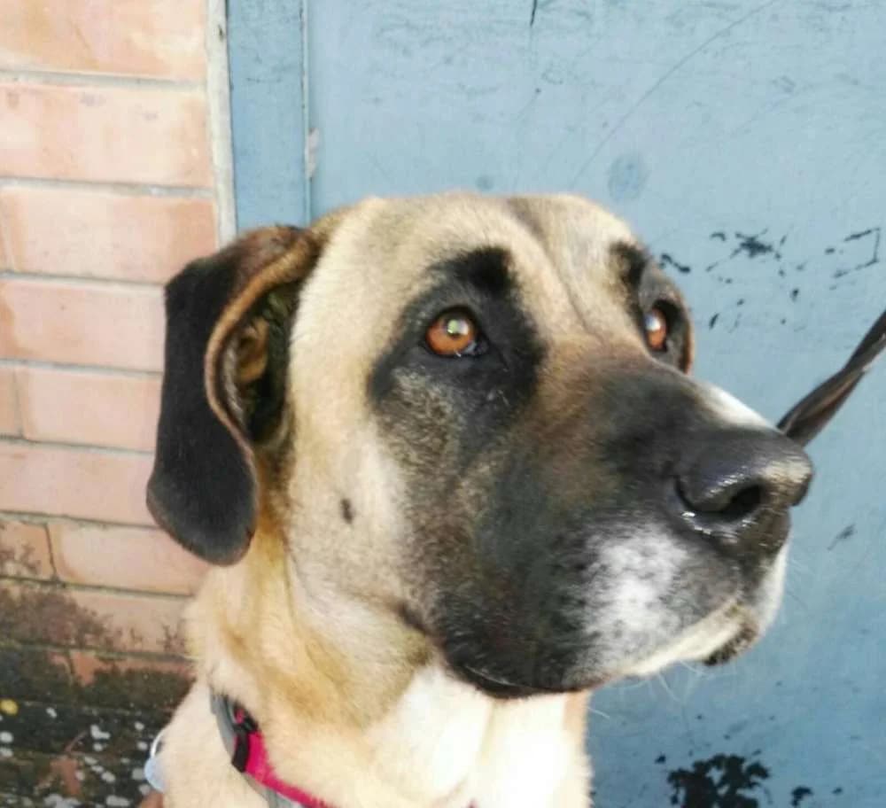 Queen, female senior Mixed Breed for adoption at Tierschutzverein ARCA e.V., Gernsbach