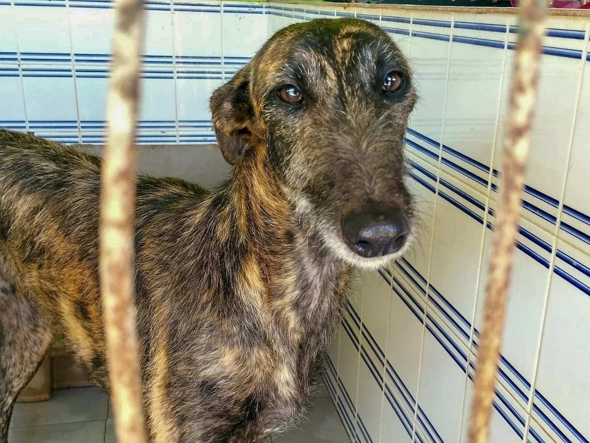 Cherokee, male puppy Mixed Breed for adoption at Tierschutzverein ARCA e.V., Gernsbach