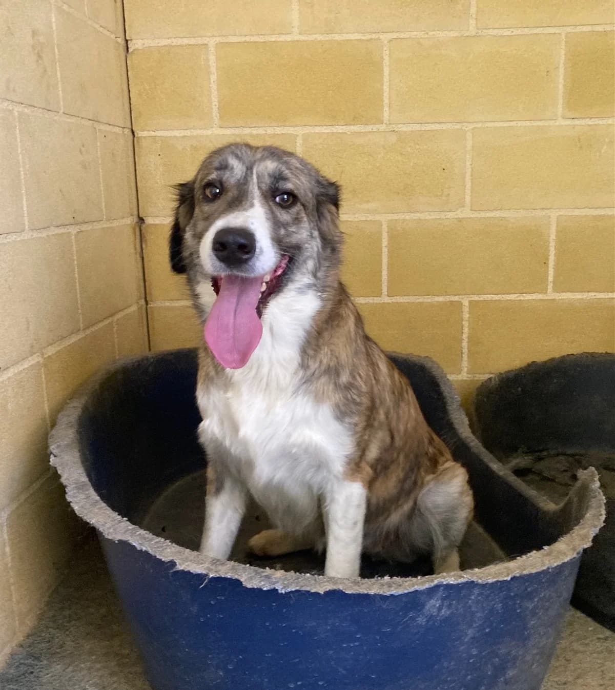 Fosca, female Mixed Breed for adoption at Tierschutzverein ARCA e.V., Gernsbach